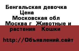 Бенгальская девочка › Цена ­ 20 000 - Московская обл., Москва г. Животные и растения » Кошки   